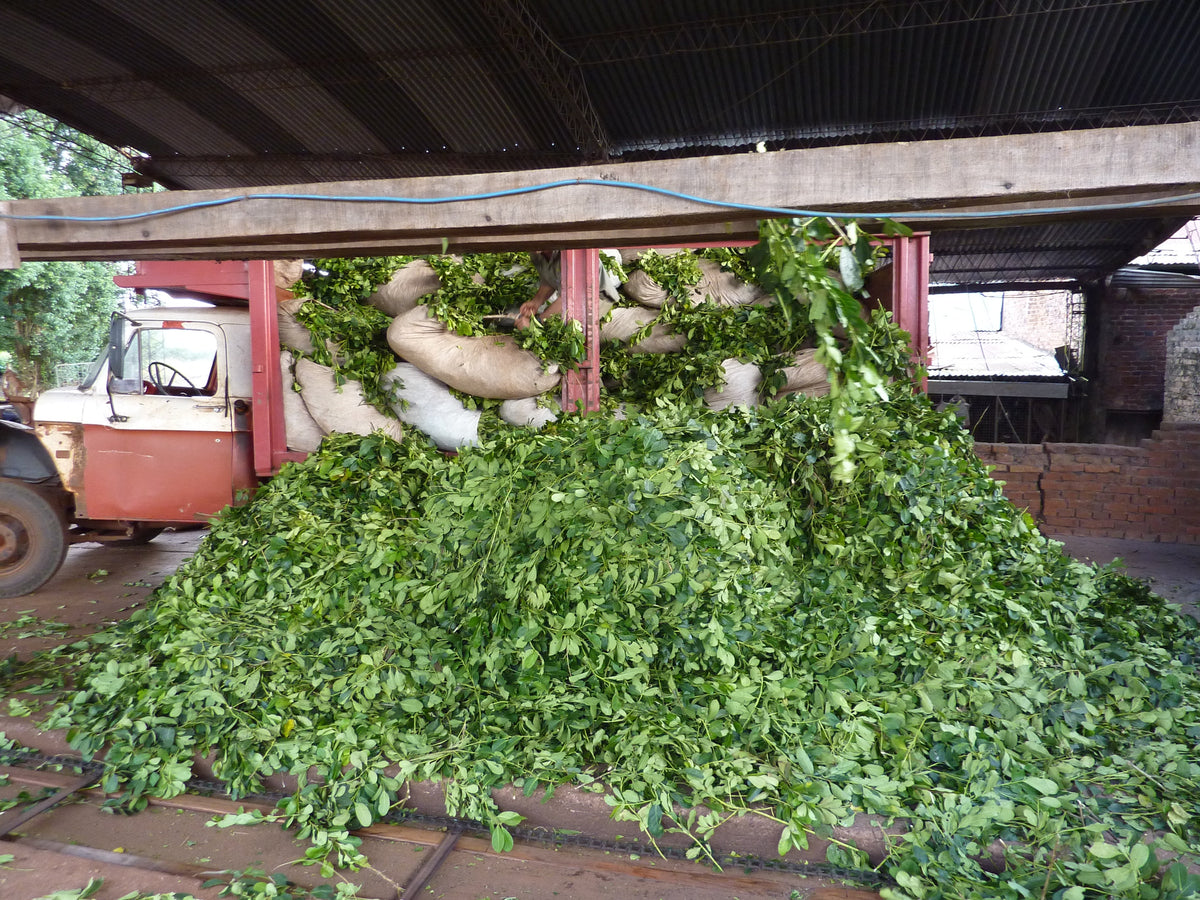 How yerbamate is processed