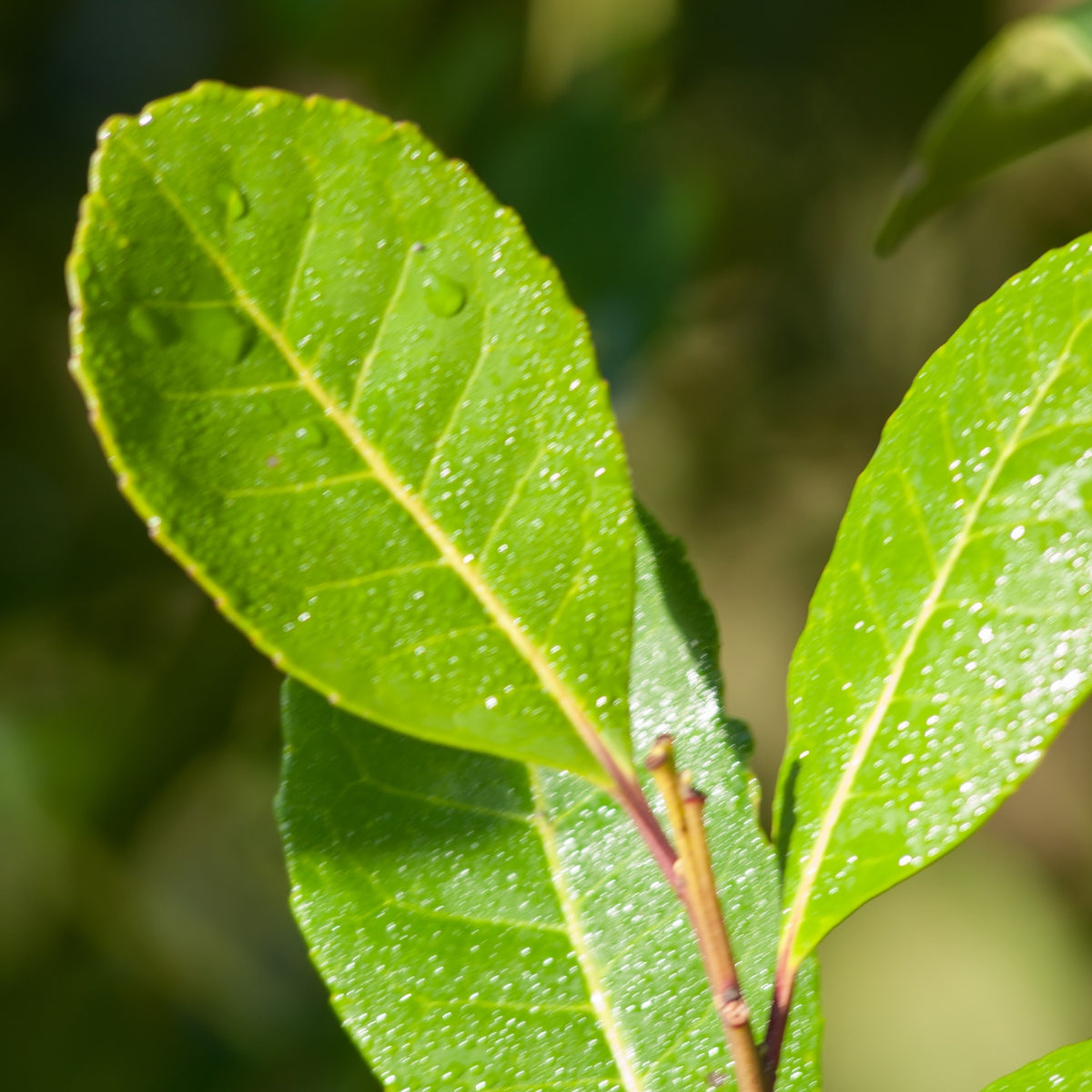 yerba mate antioxidants