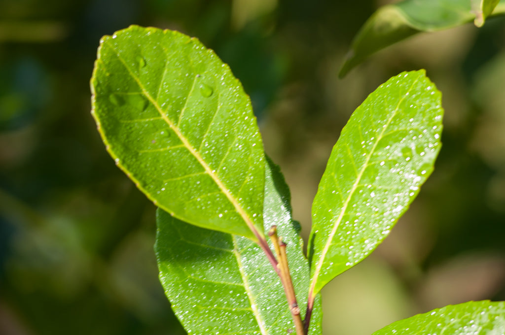 Organic Yerba Mate - Leaf/Stem - Unsmoked - 1 LB Loose – ECOTEAS